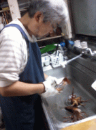 伊勢海老調理中